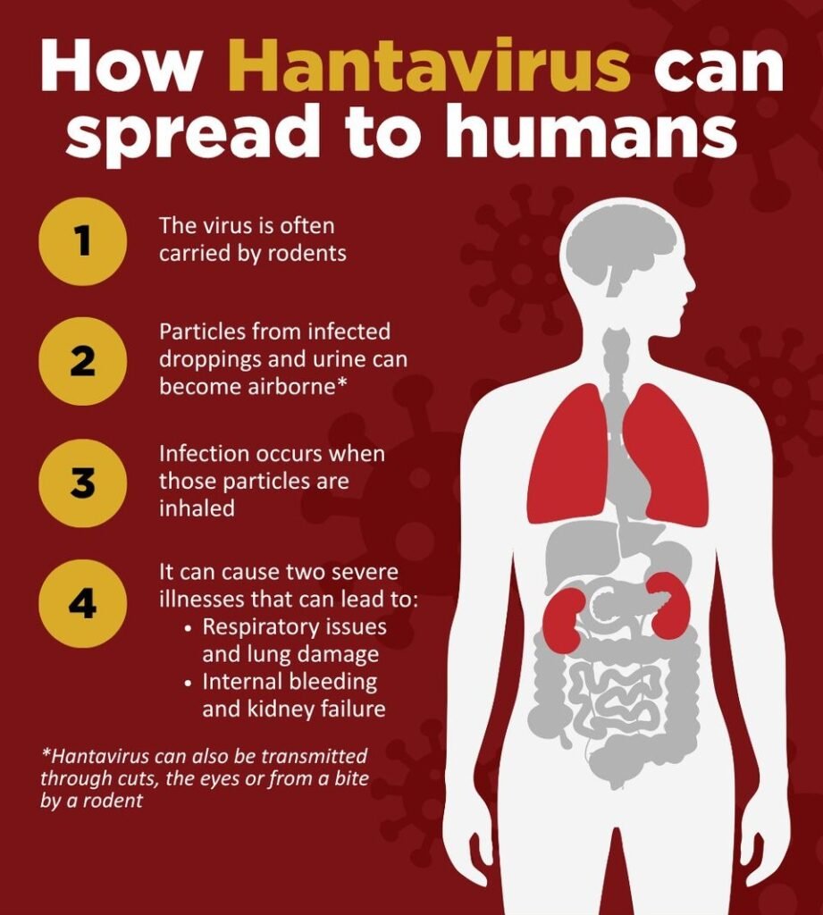 Hantavirus: Complete Guide to Symptoms, Transmission, Prevention, and Risks in 2026 4 Diagram showing hantavirus transmission from rodents to humans.